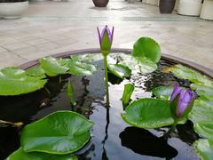 -曼谷王子宫殿酒店