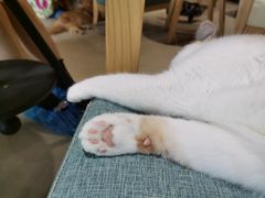 -藏猫猫咖啡主题馆(中央大道店)