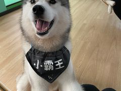 -Husky Go! 哈士奇体验馆·宠物咖啡厅狗咖