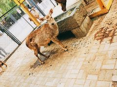 -长白岛森林公园