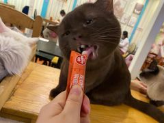 -猫小院猫主题咖啡厅(北锣店)