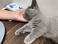 -猫友咖啡店(玉林西路店)