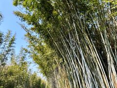 -开平碉楼文化旅游区马降龙景区