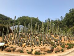 -深圳仙湖植物园