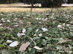 -南山植物园