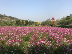 -丹樱生态园