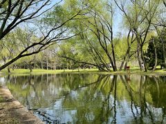 -上海共青森林公园