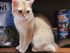 -逗柴咖啡屋·狗咖猫咖宠物桌游
