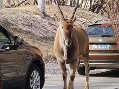 -北京野生动物园