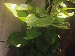-霖公馆SPA·足道(普善路店)