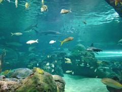-凯莉-塔尔敦海洋生物水族馆