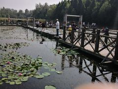 -溱湖国家湿地公园