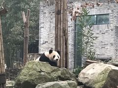 -都江堰中华大熊猫苑