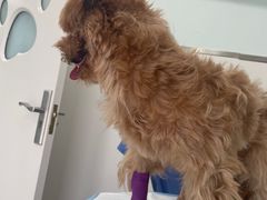 -佳雯宠物医院·皮肤科·内外科(春晓路分院)