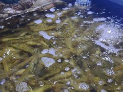 -聚盛源蒸汽海鲜火锅烤肉自助(巨川金海岸购物广场店)