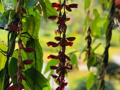 -华南国家植物园-售票处