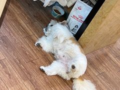 -瑞派紫金宠物医院24小时·骨科·中兽医·重症转诊中心(番禺大石院)