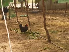 -马陆小张葡萄园农家乐