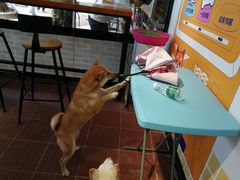 -柴犬高等学院·狗咖·柴犬售卖·宠物训练