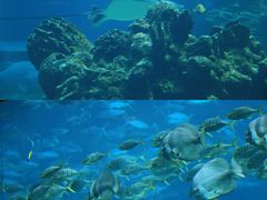 -海棠湾洲际-涛·海底餐厅·美人鱼·自助餐·海底隧道