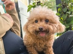 -凯瑞希宠物医院·狂犬免疫·微创·皮肤科