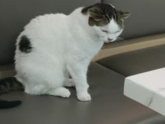 -喵园·猫主题咖啡厅·撸猫·猫咖(国贸店)