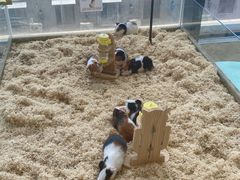 -怪兽屋·羊驼·猫咖·狗咖(俊华广场店)