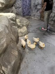 -Zoolung Zoolung动物主题公园(海信广场店)