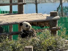 -西霞口神雕山野生动物世界