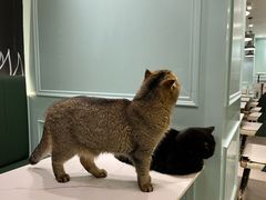 -安格丽娜·狗咖·猫咖羊驼咖(春熙路百盛商场店)
