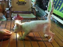 -山野的朋友露营炭火烤肉