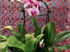 -LANN I 蘭 泰式古法按摩(徐家汇城开YOYO店)