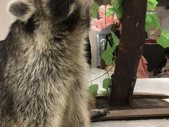 -浣熊柯尔鸭土拨鼠·电玩咖