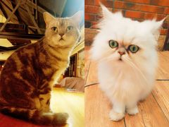 -more than meow吴止猫主题餐厅(承德 中船汇店)