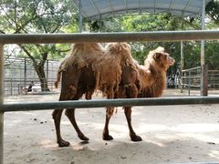 -广东茂名森林公园