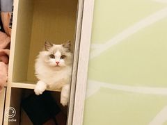 -Bastet sally猫舍购宠(静安店)