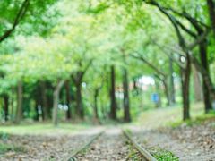 -上海共青森林公园