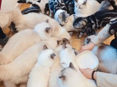 -有喵·猫咖·狗咖·30几只猫10只小狗(岗厦店)