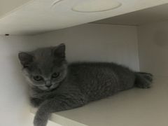 -东方名猫馆·英短金渐层布偶猫舍(环线广场1号楼店)