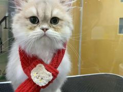 -车接车送·寄养洗护·德文猫舍(大宁店)