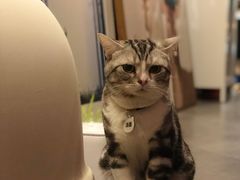 猫咪-咖法森林·咖啡  酒吧(天河店)