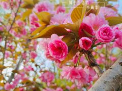 -高东镇樱花园