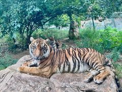 -栾川竹海野生动物园