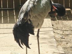 -青藏高原野生动物园