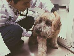 iphone_upload_pic-康乐宝动物医院