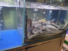 -本炙炭烤·蒲烧活鳗料理店(金沙洲店)