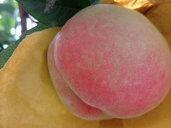 -老袁家蜜桃农场·阳山水蜜桃