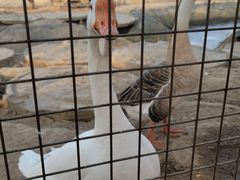-河北村民俗体验园