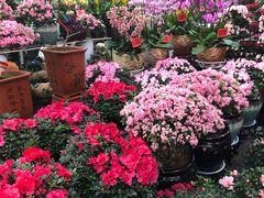 -秦美花卉(天朗·莱茵小城2期店)