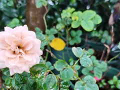 -临高吉海土窑海鲜(琼山店)